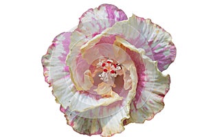 Pink and yellow Hibiscus flower bloomimg on white isolate background.