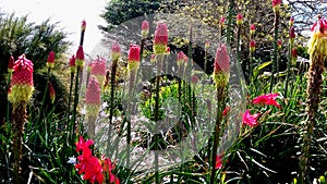 Pink and yellow Hot Poker Kniphofia Flower in blossom at botanic garden Auckland