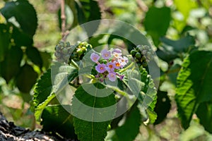 Pink and yellow Lantana camara flowers