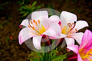 Pink and yellow lily blossoms.