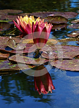 Pink and yellow lily pad flower