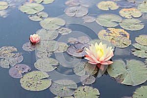 Pink-yellow lily in the water. Beautiful water lily and leaves in a garden pond close-up