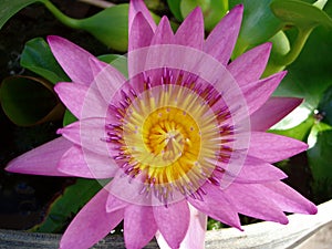 Pink and yellow lotus flower in full bloom