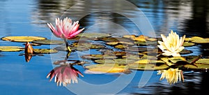 Pink and yellow Lotus with leafs water lily, water plant with reflection in a pond against blue ski