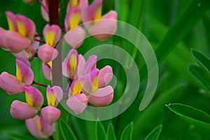 Pink and yellow lupine flower on a green background in the garden. Stock Photo