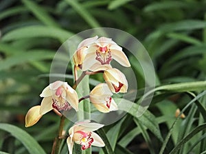 Pink Yellow And Maroon Dendrobium