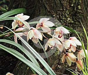 Pink Yellow And Maroon Dendrobium