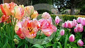 Pink, yellow and orange tulips in a garden scene