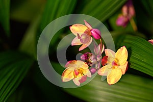 Pink Yellow Orchid flower (Spathoglottis plicata Blume)