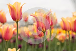 Pink and Yellow Pastel Tulip Field Holland Michigan