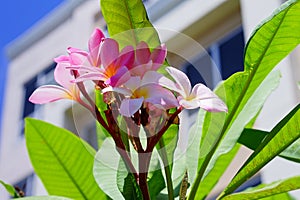 Pink and yellow plumeria flower