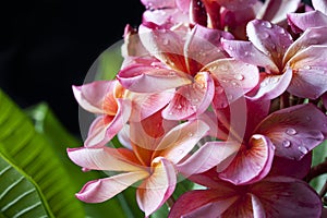 Pink Yellow Plumeria Flowers