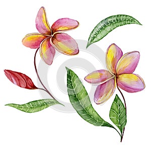 Pink and yellow plumeria flowers with exotic leaves. Tropical floral set. Isolated on white background. Watercolor painting.