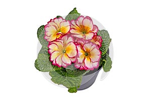 Pink and yellow potted `Primula Acaulis Scentsation` primrose flowers