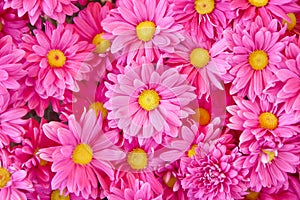 Pink yellow pyrethrum persian daisy blooming flower top view  background Dendranthemum grandifflora or Pyrethrum roseum