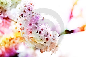 Pink ,yellow , red and purple of close-ups in full blossom in full glory beautifully colorful cherry tree.cherry blossom sakura