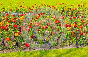 Pink yellow red tulips daffodils Keukenhof park Lisse Holland Netherlands