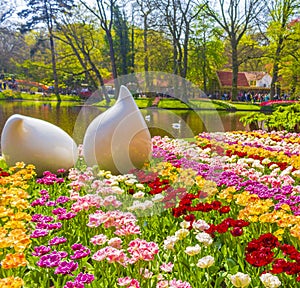Pink yellow red tulips daffodils Keukenhof park Lisse Holland Netherlands