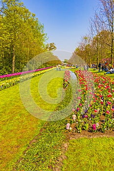 Pink yellow red tulips daffodils Keukenhof park Lisse Holland Netherlands