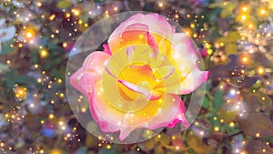 Pink and yellow rose against sparkling background.