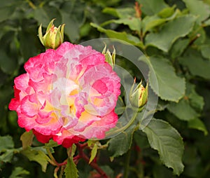 Pink and yellow rose flower