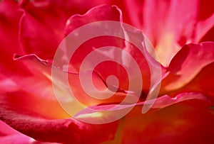 Pink yellow rose flower. Macro flowers background for holiday design