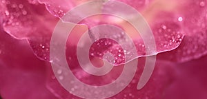 Pink yellow rose flower petals with dew drops. Macro flowers background for holiday design