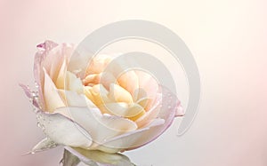 Pink Yellow Rose flowers for love wedding and valentines day with copy space