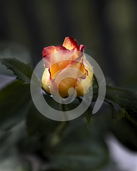 Pink and Yellow Rose green background