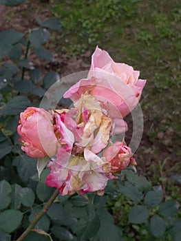 Pink & yellow rose with green grass background photo