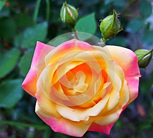 Pink yellow rose and new tiny growing buds