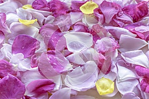 Pink and yellow rose petals with dew drops. Floral background. Ingredients for natural cosmetics. Top view.