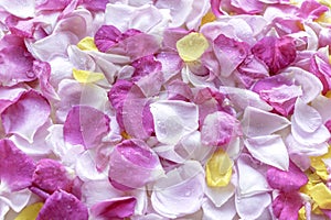 Pink and yellow rose petals with dew drops. Floral background. Ingredients for natural cosmetics. Top view
