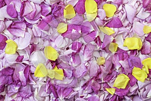 Pink and yellow rose petals. Floral background. Ingredients for natural cosmetics and oils. Tea Rose.Top view