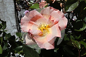 A pink and yellow rose on a shrub