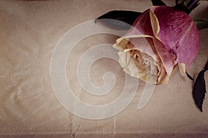 Pink-yellow rose on the slate dark-grey background. Top view. Vintage.