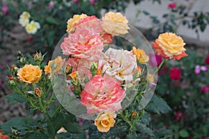 A pink and yellow roses bunch.