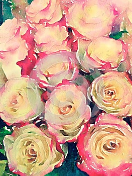 Pink and yellow roses watercolor illustration