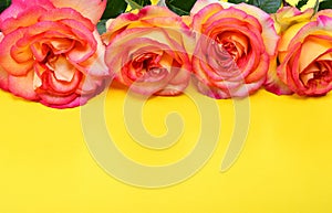 Pink-yellow roses on a yellow background