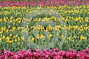 Pink and yellow rows of tulips in a tulip field, Burnside Farms Virginia photo