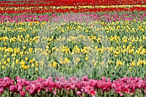 Pink and yellow rows of tulips in a tulip field, Burnside Farms Virginia photo