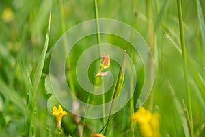 Pink and yellow small flower in the wild nature on the green meadow.