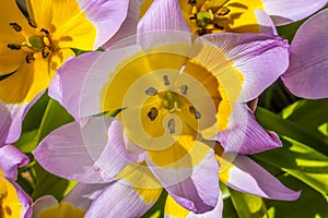 Pink Yellow Tarda Tulips Blooming Macro