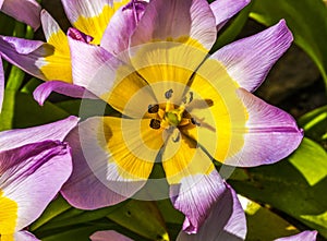 Pink Yellow Tarda Tulips Blooming Macro