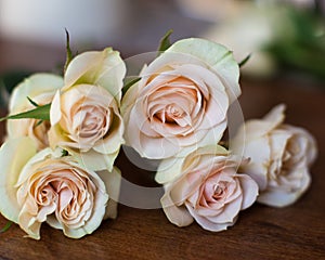 Pink and yellow tea roses