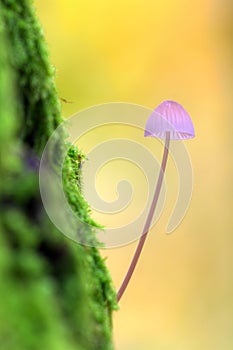 Pink and Yellow Toadstool