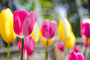 Pink and yellow tulip field 