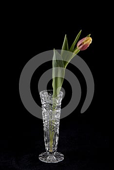 Pink and yellow tulip in a glass vase.