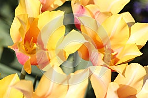 Pink and yellow tulip on green background