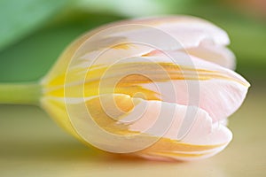 Pink and yellow tulip head with green leaves in soft-focus